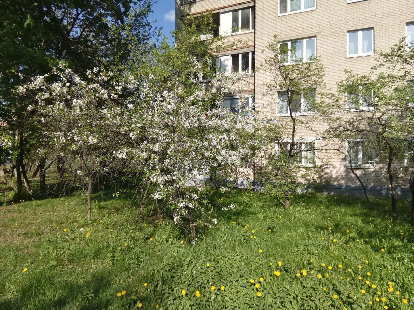 Балашиха, благоустройство, живая изгородь, растения, деревья, кусты, хоста, ирис, жасмин, улица Советская