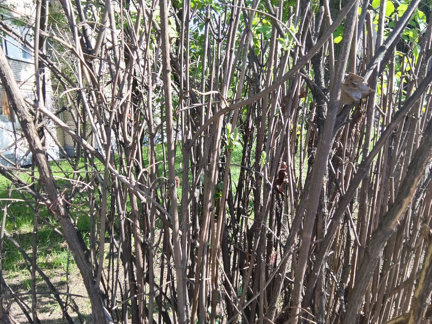 Балашиха, благоустройство, живая изгородь, растения, деревья, кусты, хоста, ирис, жасмин, улица Советская