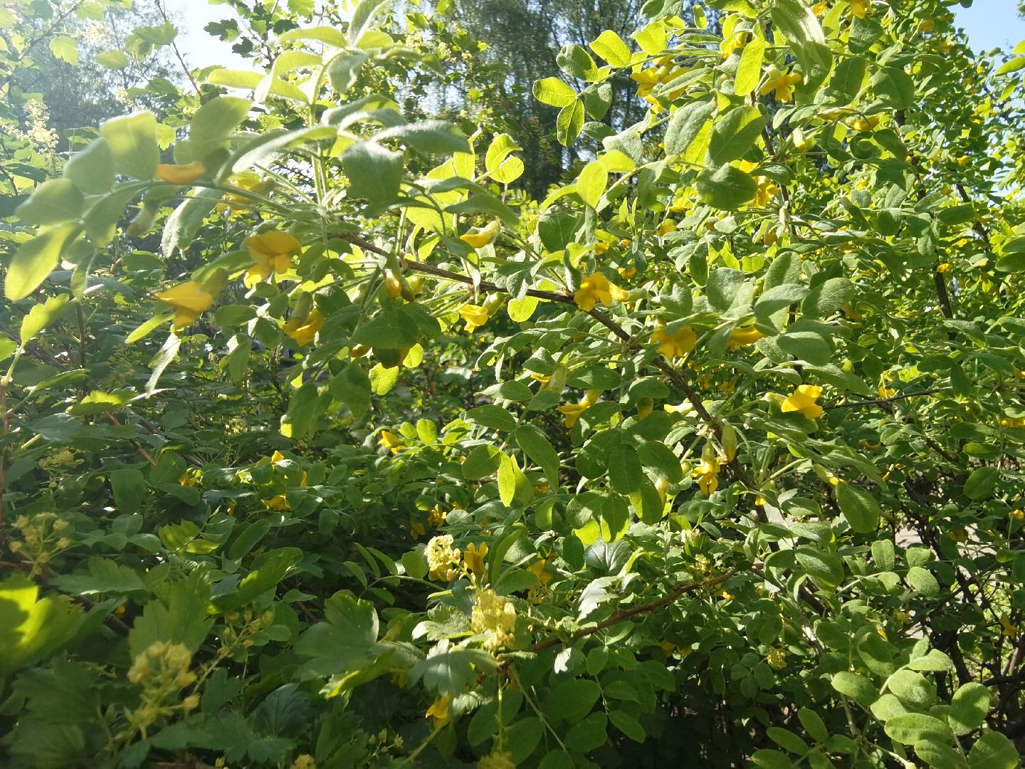 Балашиха, благоустройство, живая изгородь, растения, деревья, кусты, хоста, ирис, жасмин, улица Советская