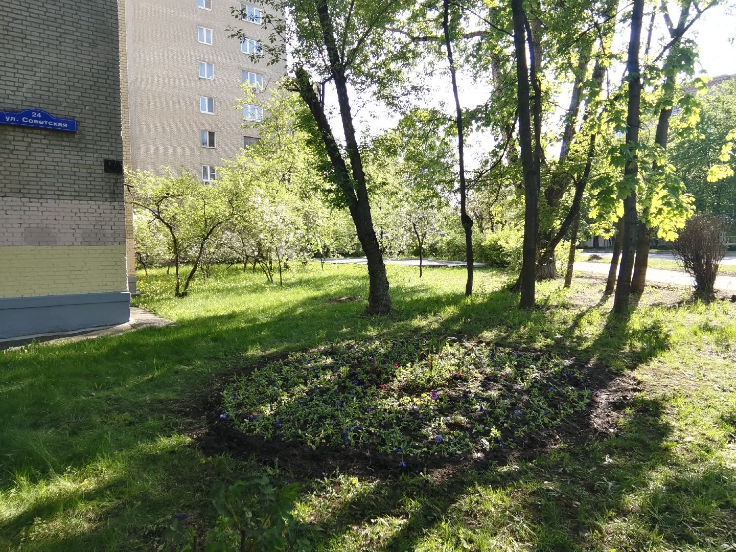 Балашиха, благоустройство, живая изгородь, растения, деревья, кусты, хоста, ирис, жасмин, улица Советская