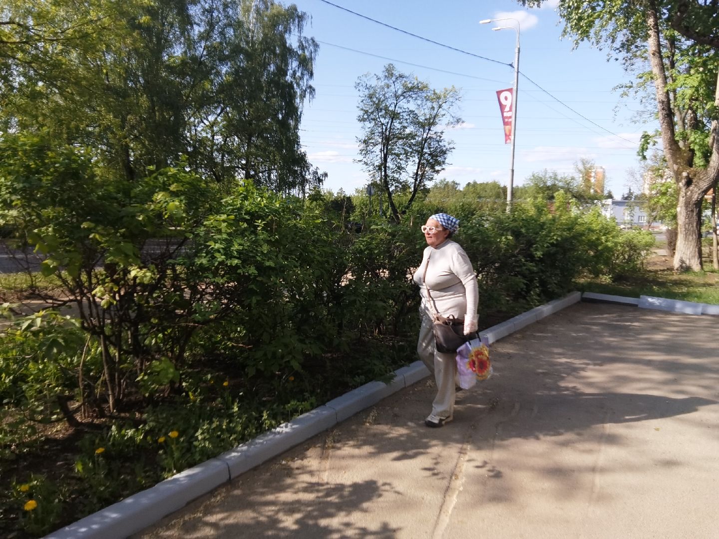 Балашиха, благоустройство, живая изгородь, растения, деревья, кусты, хоста, ирис, жасмин, улица Советская