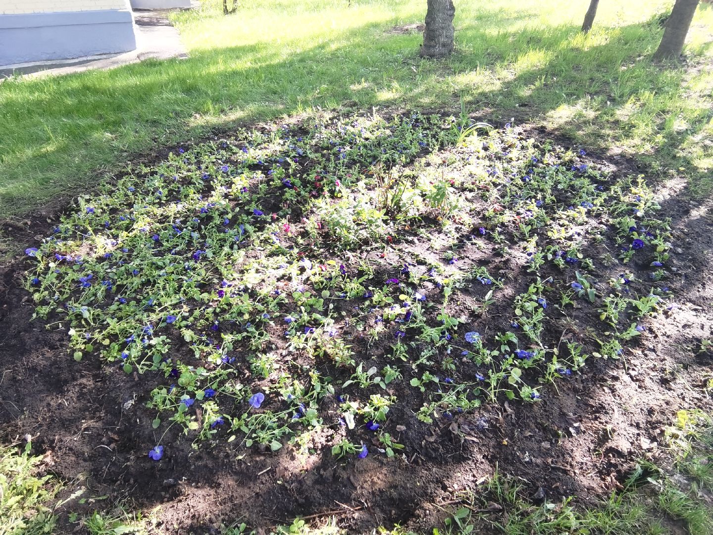 Балашиха, благоустройство, живая изгородь, растения, деревья, кусты, хоста, ирис, жасмин, улица Советская