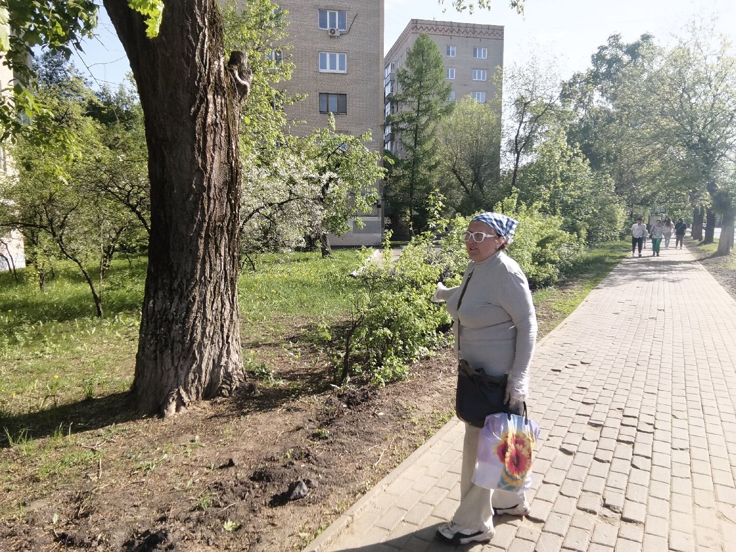 Балашиха, благоустройство, живая изгородь, растения, деревья, кусты, хоста, ирис, жасмин, улица Советская