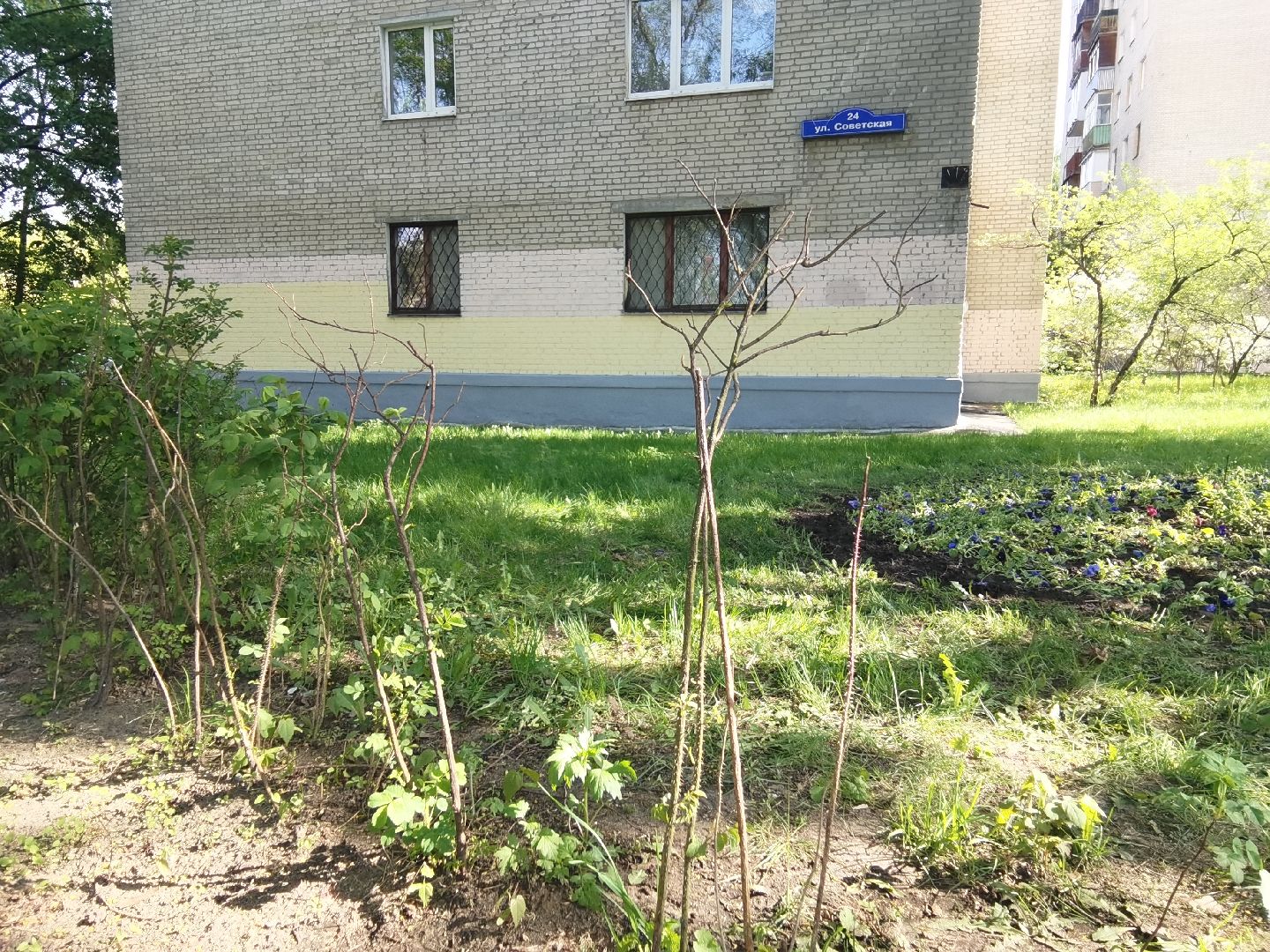 Балашиха, благоустройство, живая изгородь, растения, деревья, кусты, хоста, ирис, жасмин, улица Советская