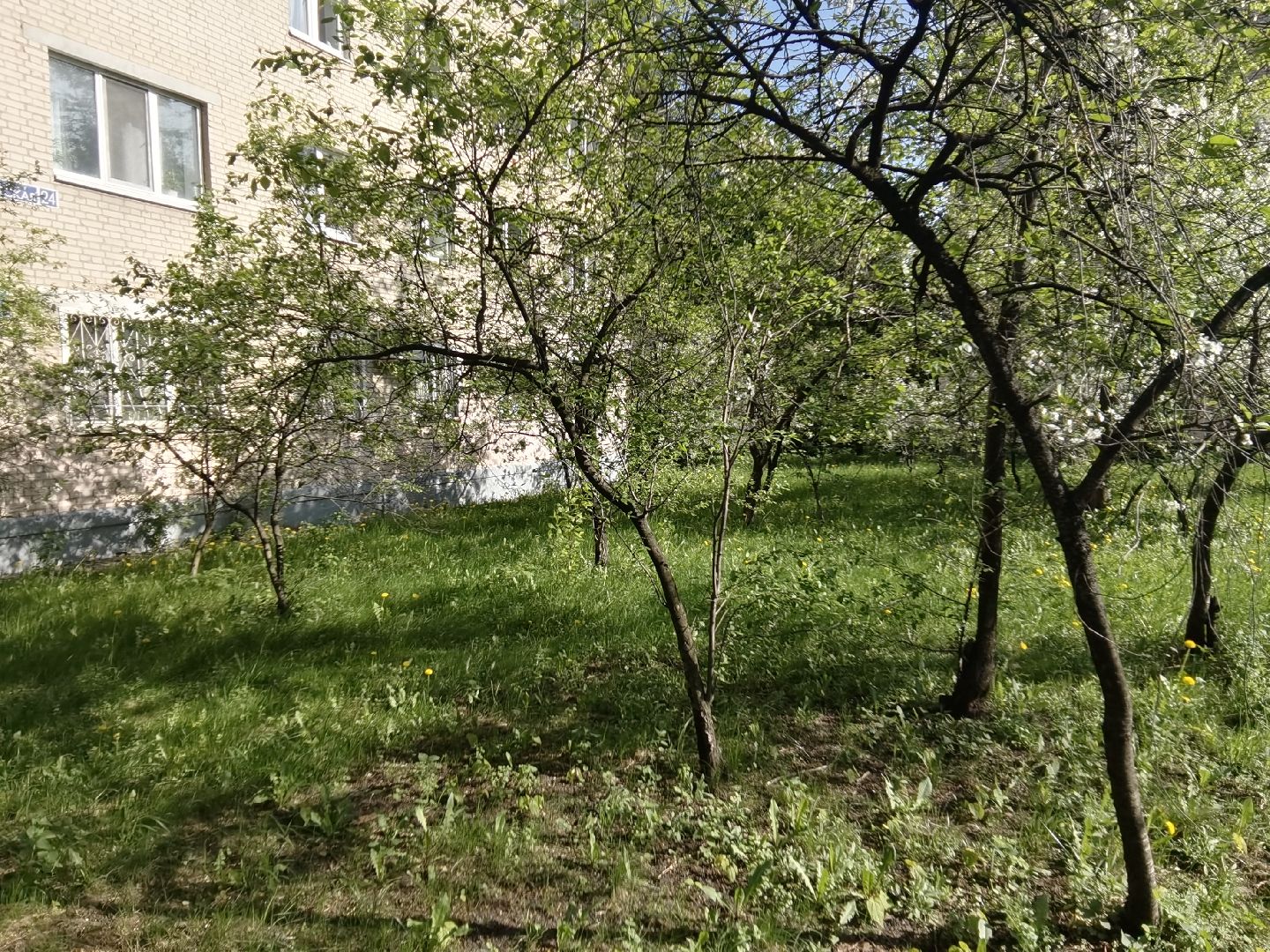 Балашиха, благоустройство, живая изгородь, растения, деревья, кусты, хоста, ирис, жасмин, улица Советская