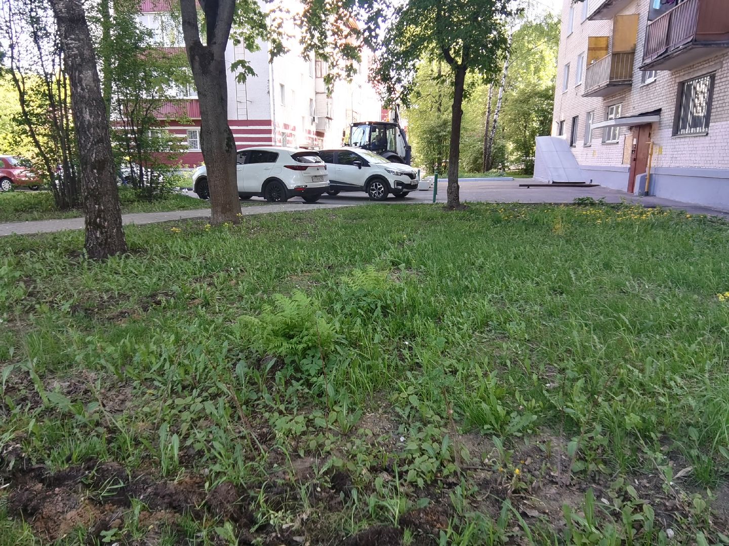 Балашиха, благоустройство, живая изгородь, растения, деревья, кусты, хоста, ирис, жасмин, улица Советская