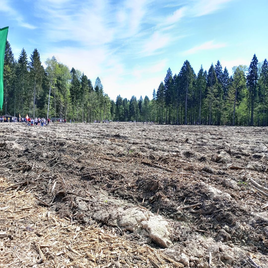 Долгопрудный, Лес Победы, сосны, сеянцы