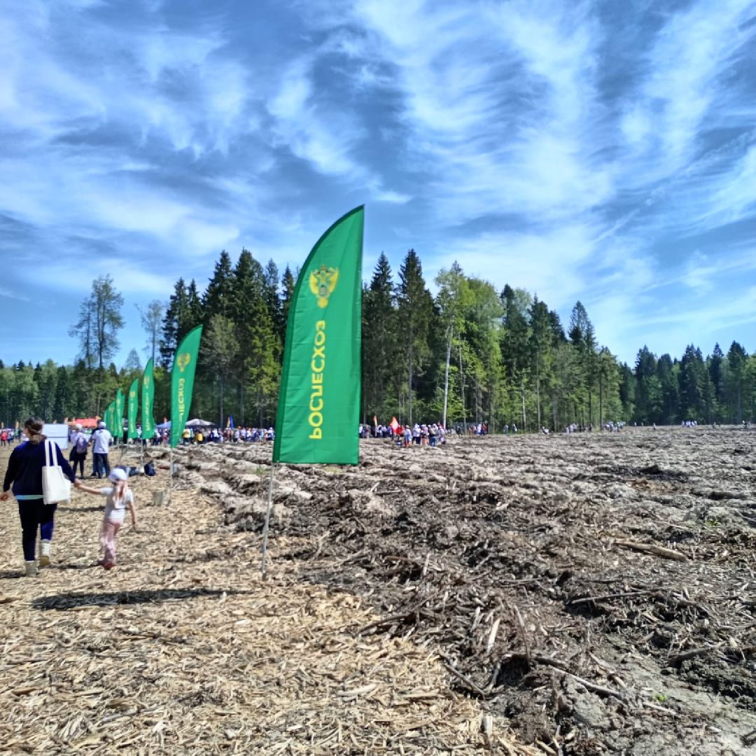 Долгопрудный, Лес Победы, сосны, сеянцы