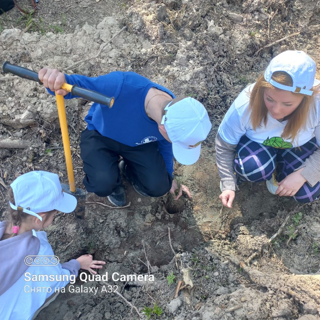 Долгопрудный, Лес Победы, сосны, сеянцы