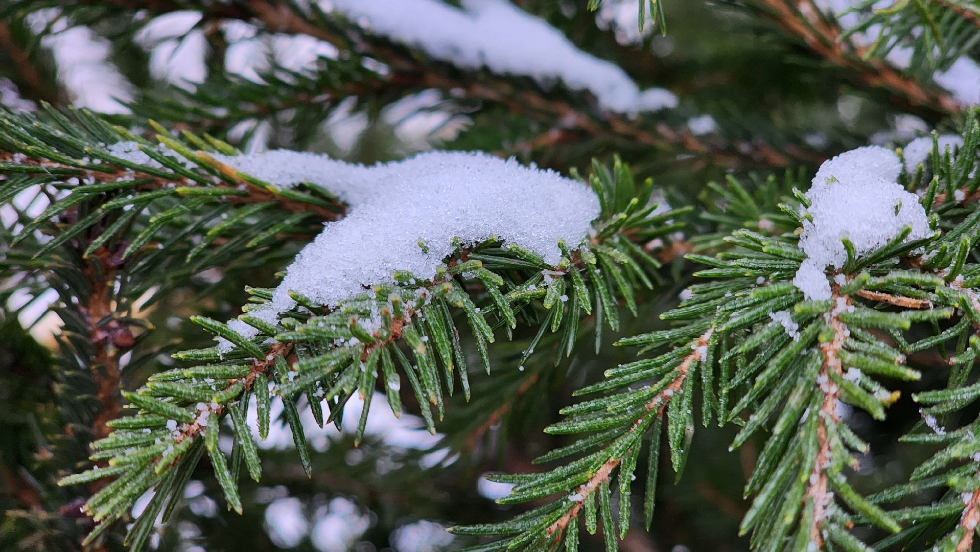 Руза, елочные базары, Новый год , Зима в подмосковье,