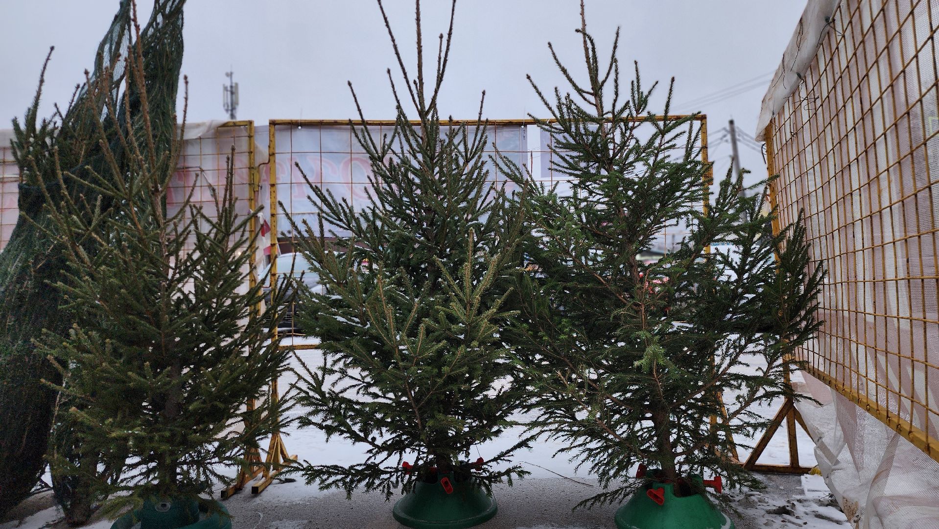 Руза, елочные базары, Новый год , Зима в подмосковье,