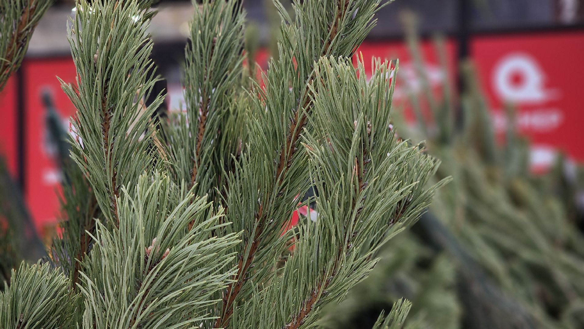 Руза, елочные базары, Новый год , Зима в подмосковье,