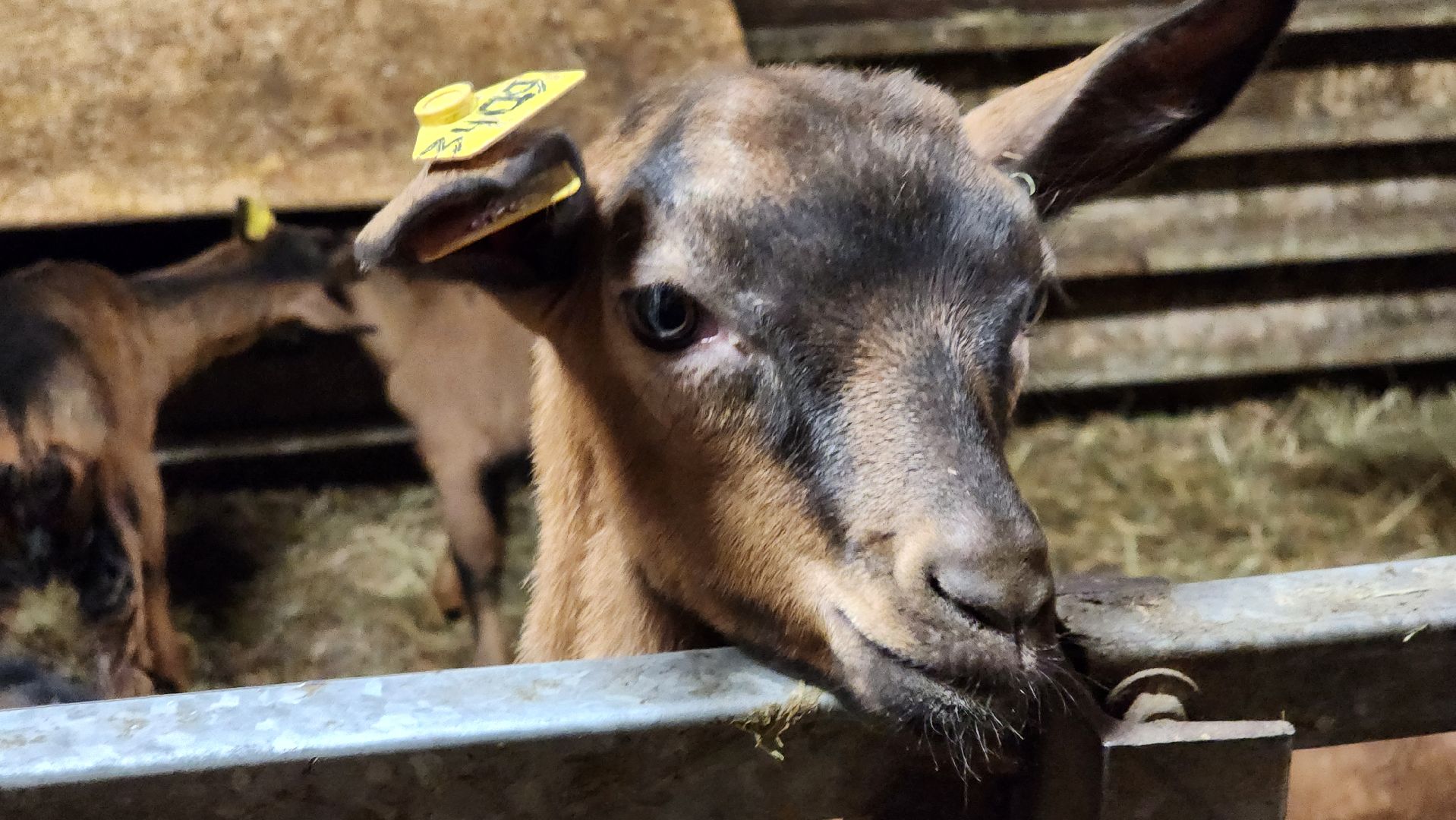 Луховицы , Былинкино, Новый год с Даринкой,