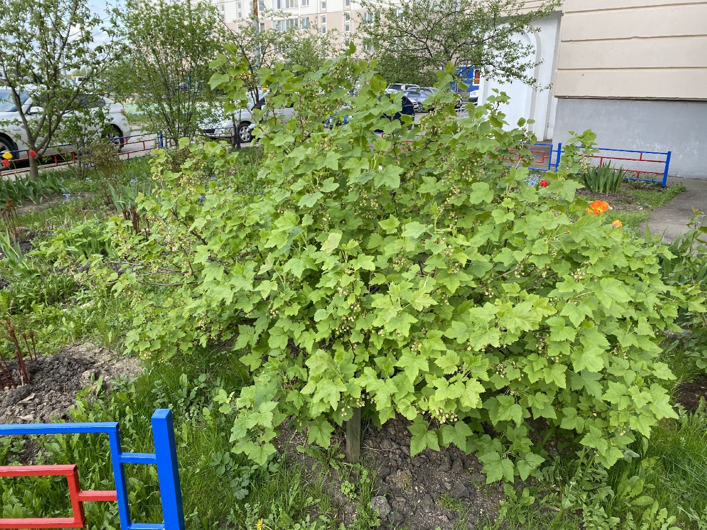 Чехов, благоустройство, жители, смородина, МКД