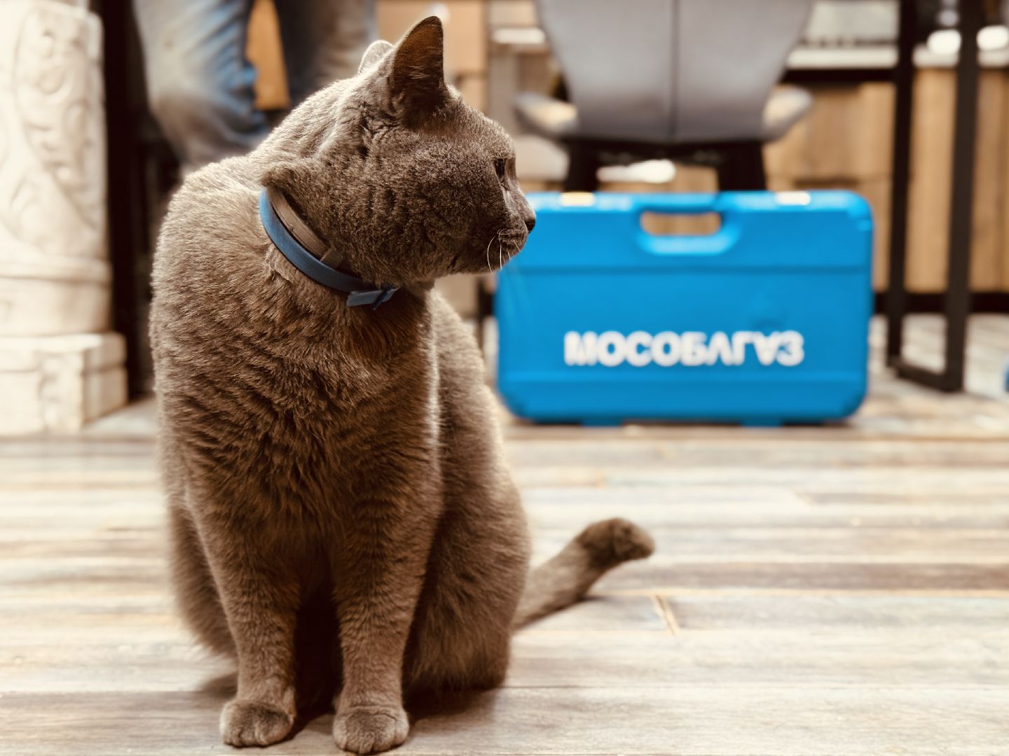 газификация , льготная газификация, газификация дома ветерана СВО, льгот ветеранов СВО, ветеран СВО, раменский округ, гжель,мособлгаз,