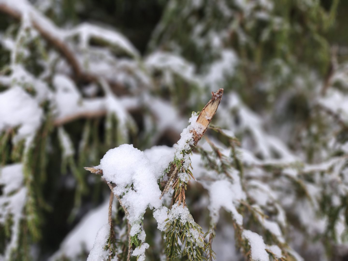елочка-2025, мособллес, лесничества московской области, хвойные деревья, елка под охраной, незаконная вырубка елок, сергиев посад, сергиево-посадский городской округ,