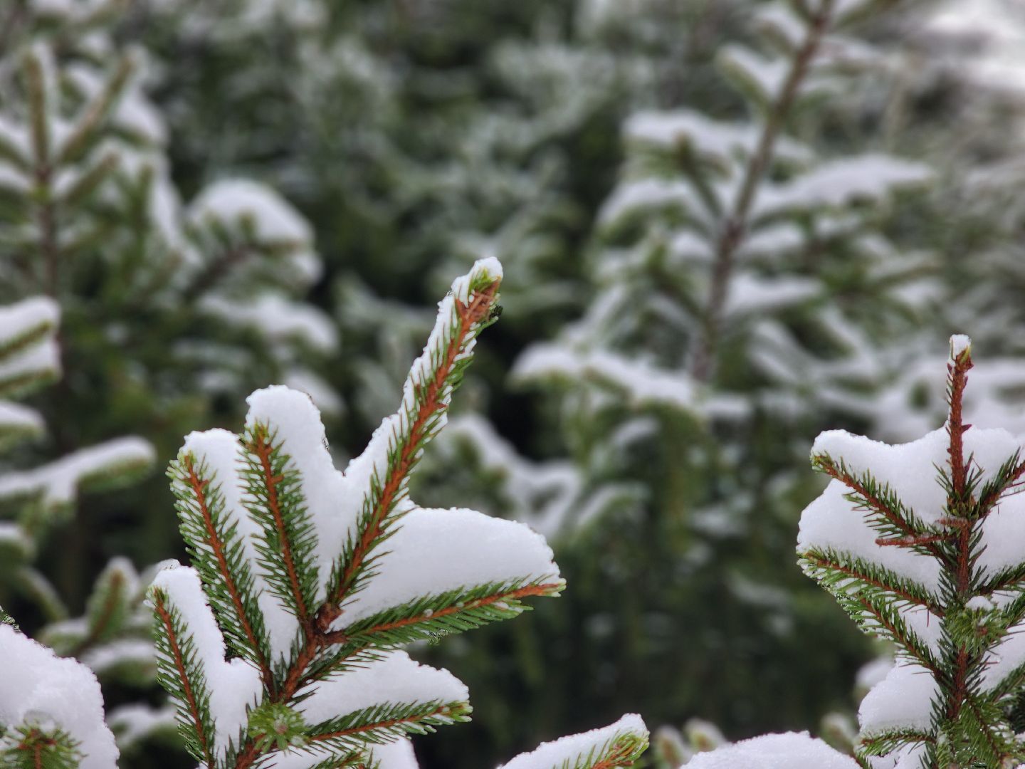 елочка-2025, мособллес, лесничества московской области, хвойные деревья, елка под охраной, незаконная вырубка елок, сергиев посад, сергиево-посадский городской округ,