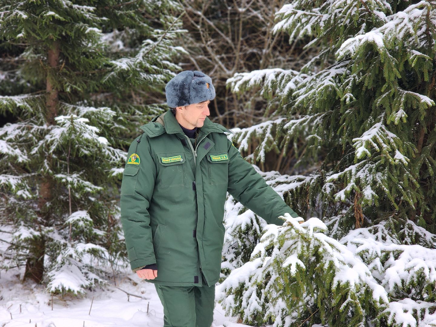 елочка-2025, мособллес, лесничества московской области, хвойные деревья, елка под охраной, незаконная вырубка елок, сергиев посад, сергиево-посадский городской округ,