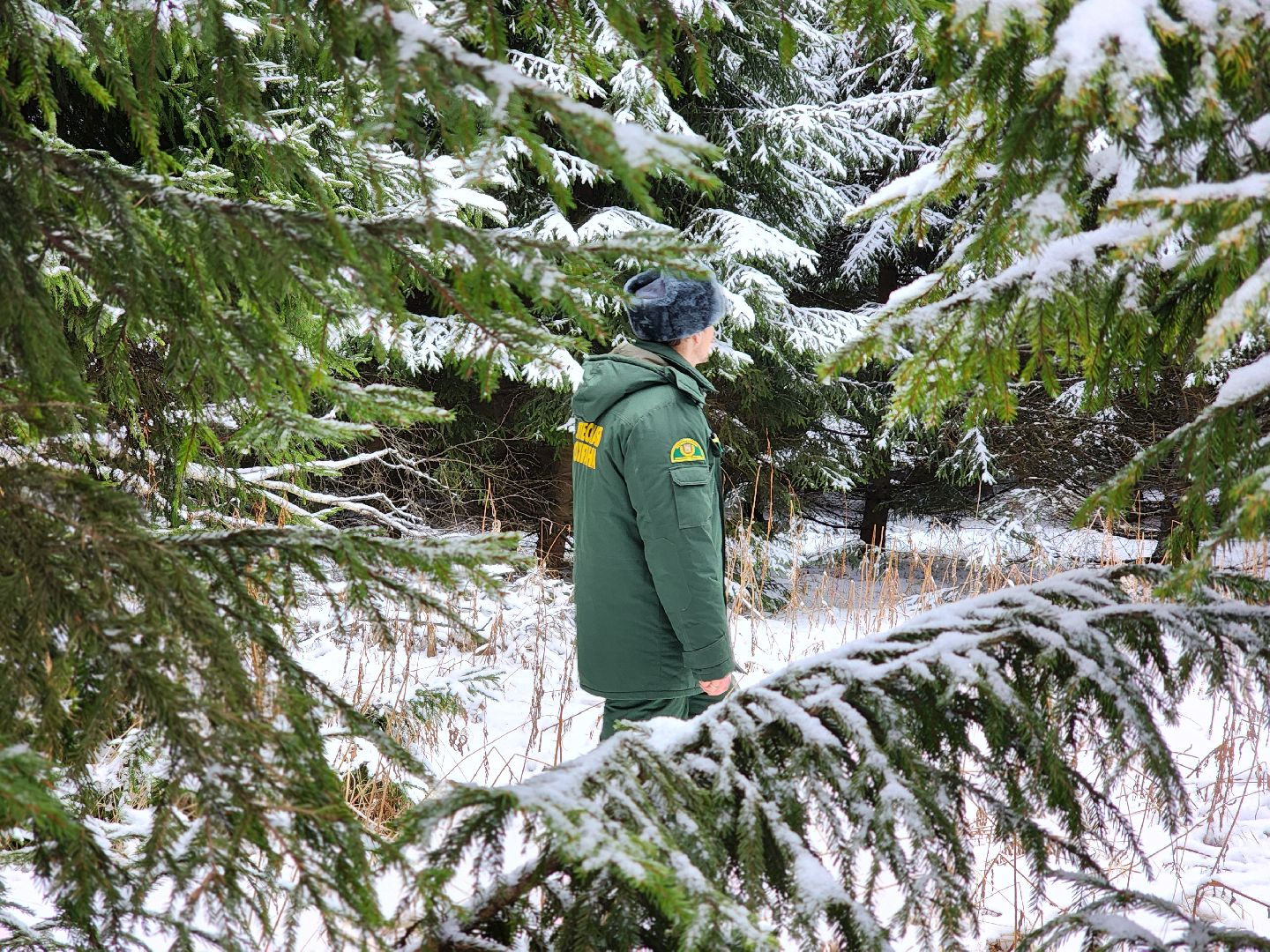 елочка-2025, мособллес, лесничества московской области, хвойные деревья, елка под охраной, незаконная вырубка елок, сергиев посад, сергиево-посадский городской округ,