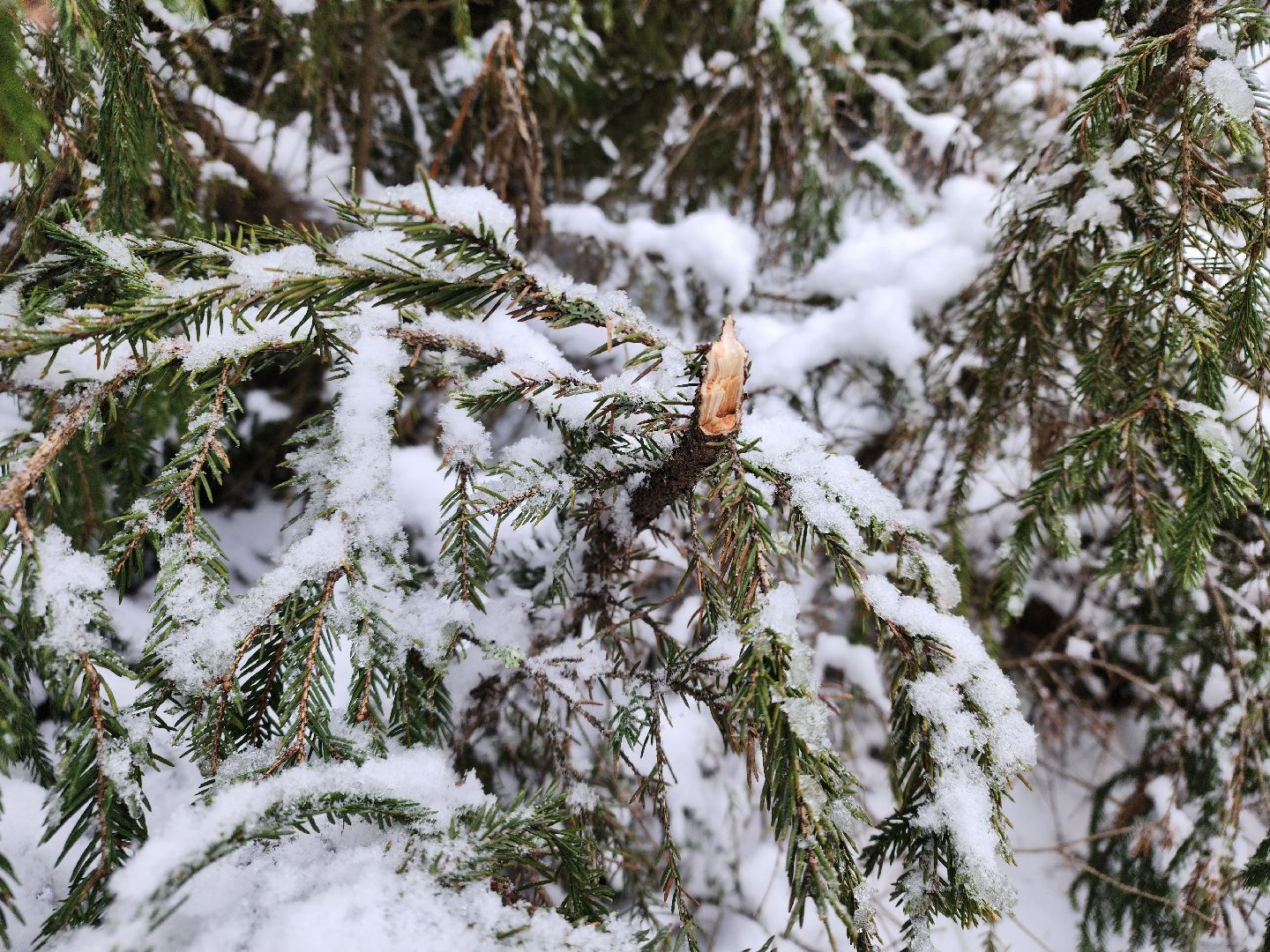 елочка-2025, мособллес, лесничества московской области, хвойные деревья, елка под охраной, незаконная вырубка елок, сергиев посад, сергиево-посадский городской округ,