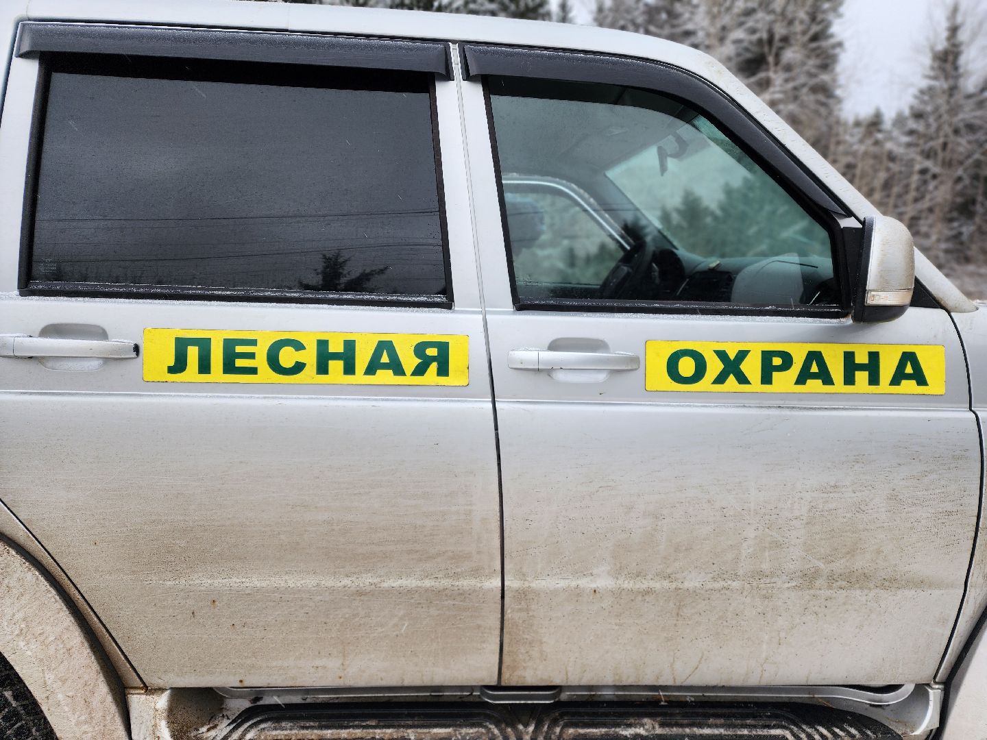 елочка-2025, мособллес, лесничества московской области, хвойные деревья, елка под охраной, незаконная вырубка елок, сергиев посад, сергиево-посадский городской округ,