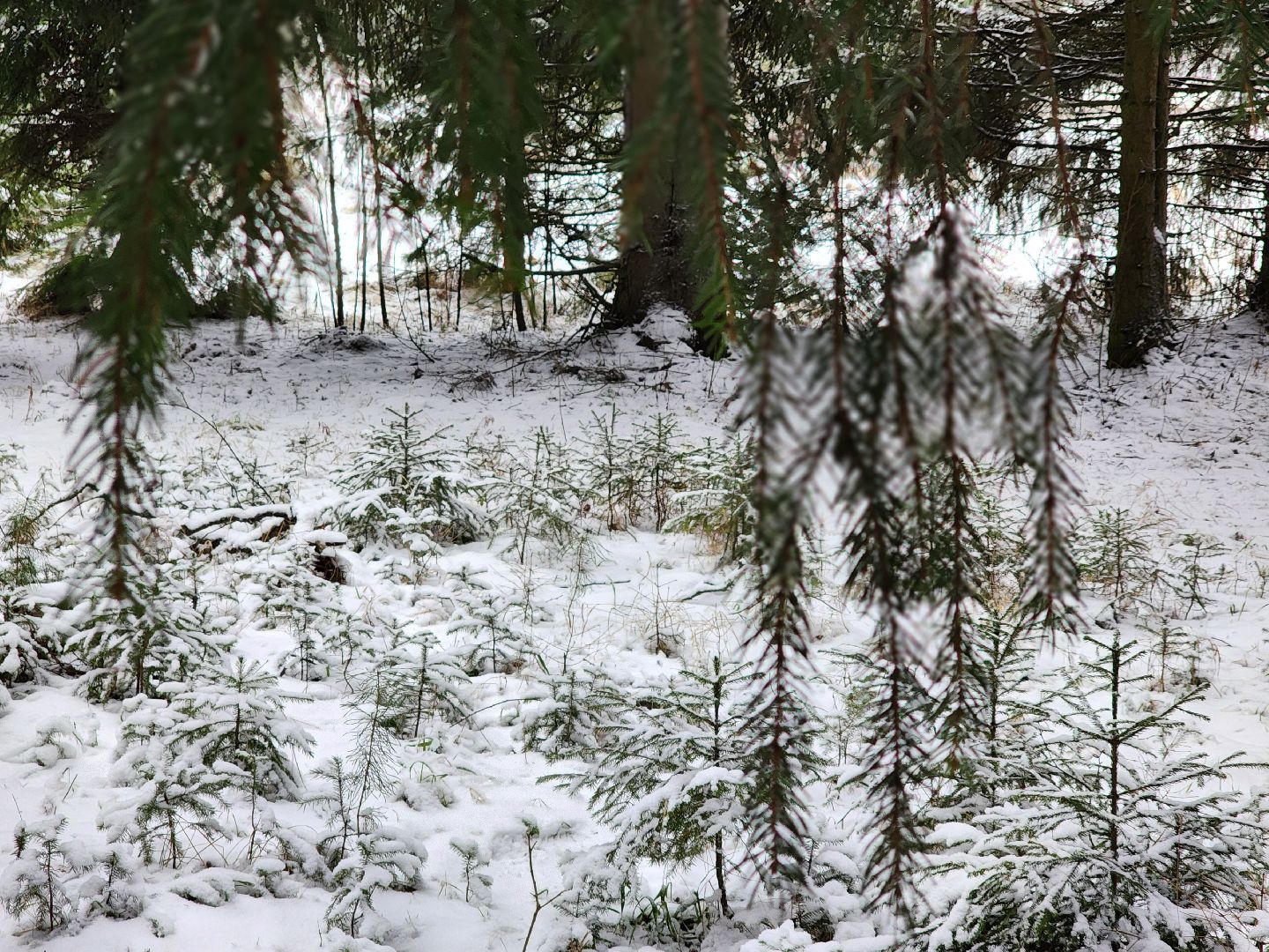 елочка-2025, мособллес, лесничества московской области, хвойные деревья, елка под охраной, незаконная вырубка елок, сергиев посад, сергиево-посадский городской округ,