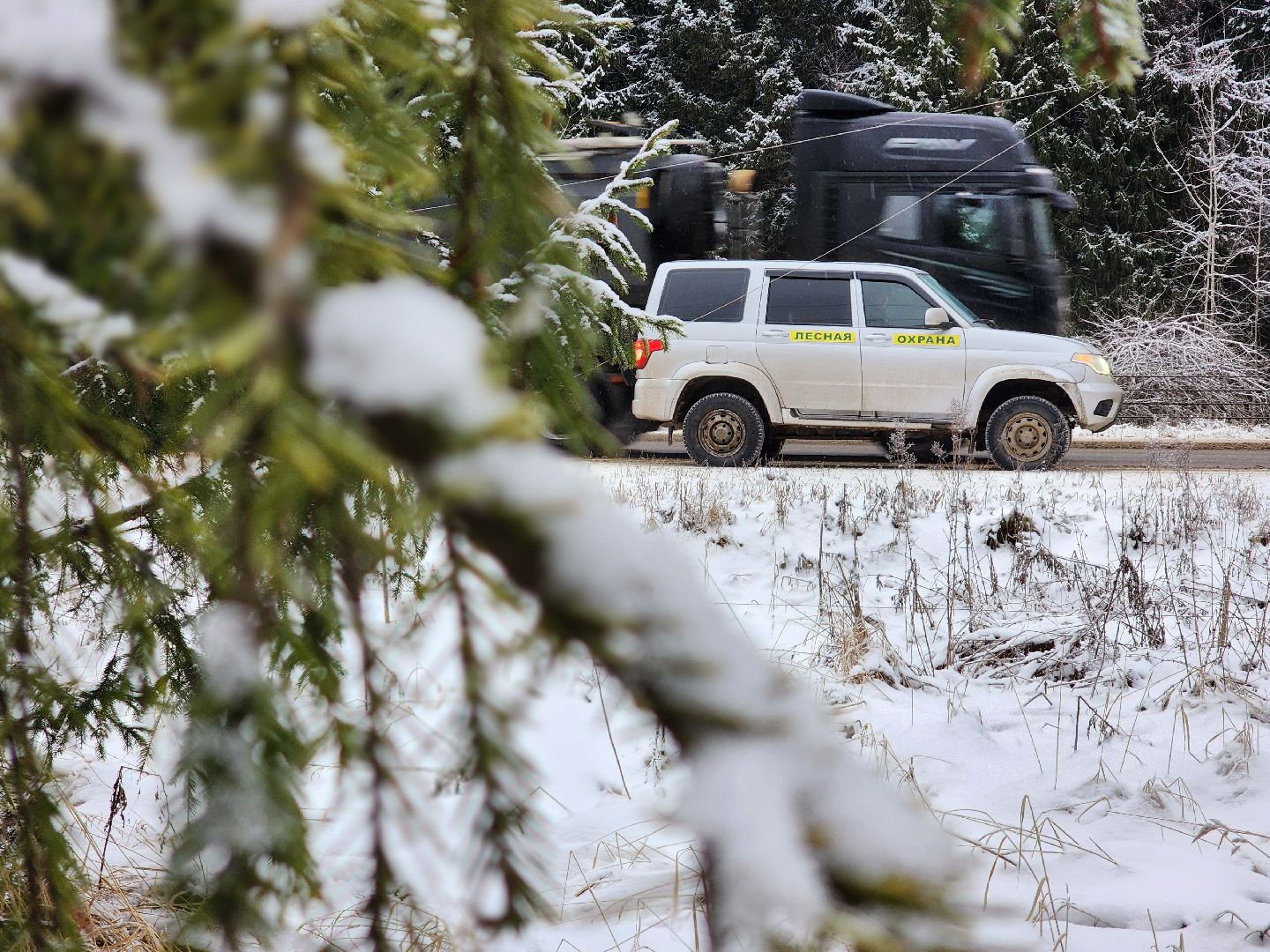 елочка-2025, мособллес, лесничества московской области, хвойные деревья, елка под охраной, незаконная вырубка елок, сергиев посад, сергиево-посадский городской округ,
