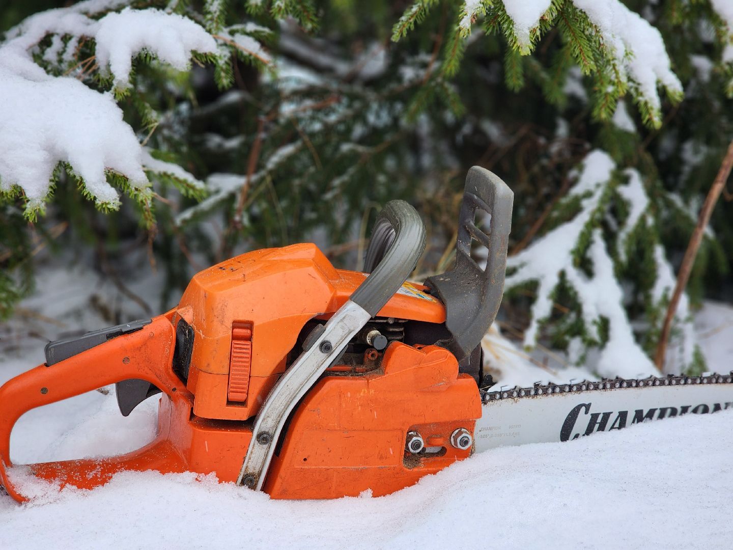 елочка-2025, мособллес, лесничества московской области, хвойные деревья, елка под охраной, незаконная вырубка елок, сергиев посад, сергиево-посадский городской округ,