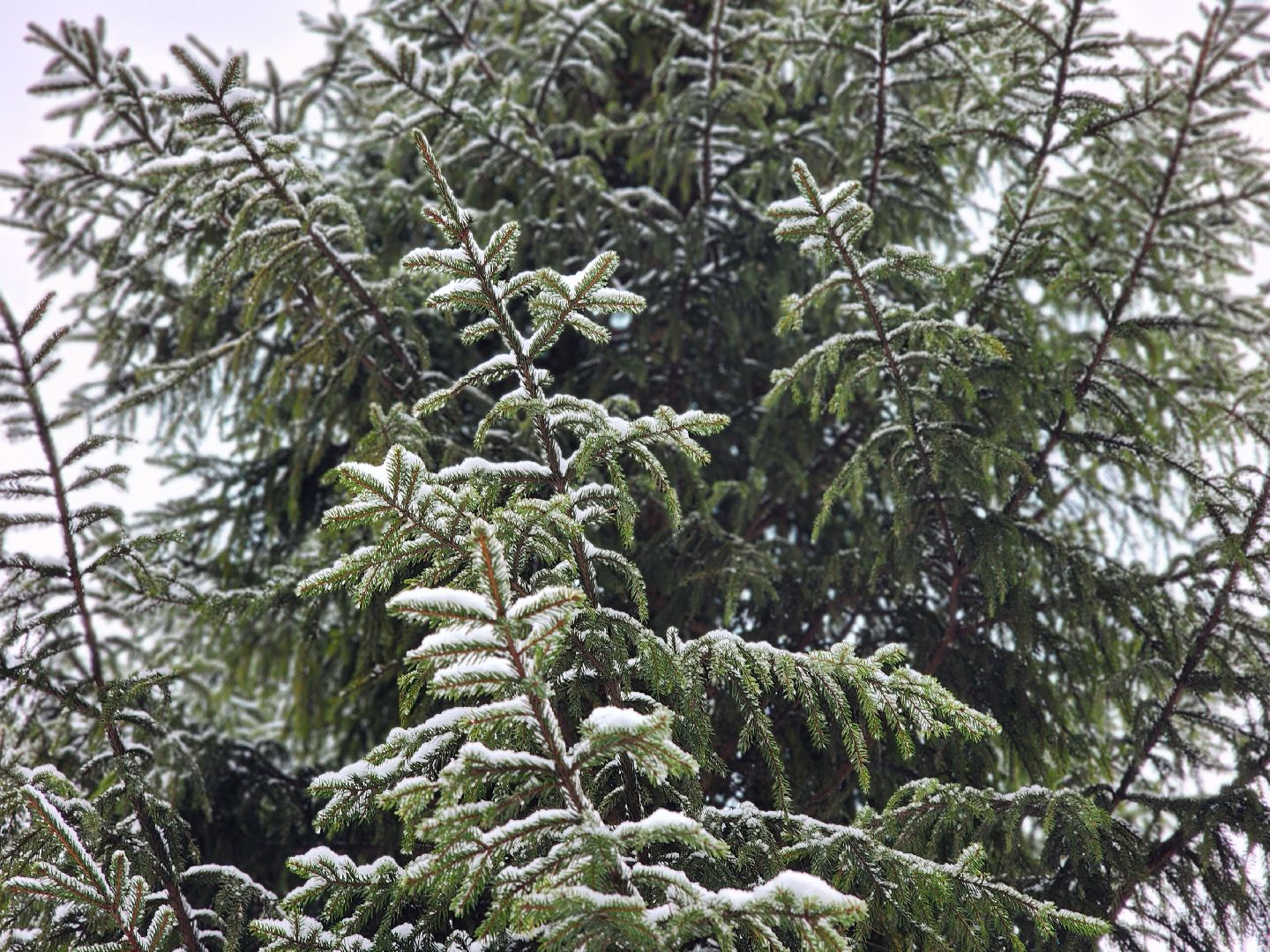 елочка-2025, мособллес, лесничества московской области, хвойные деревья, елка под охраной, незаконная вырубка елок, сергиев посад, сергиево-посадский городской округ,