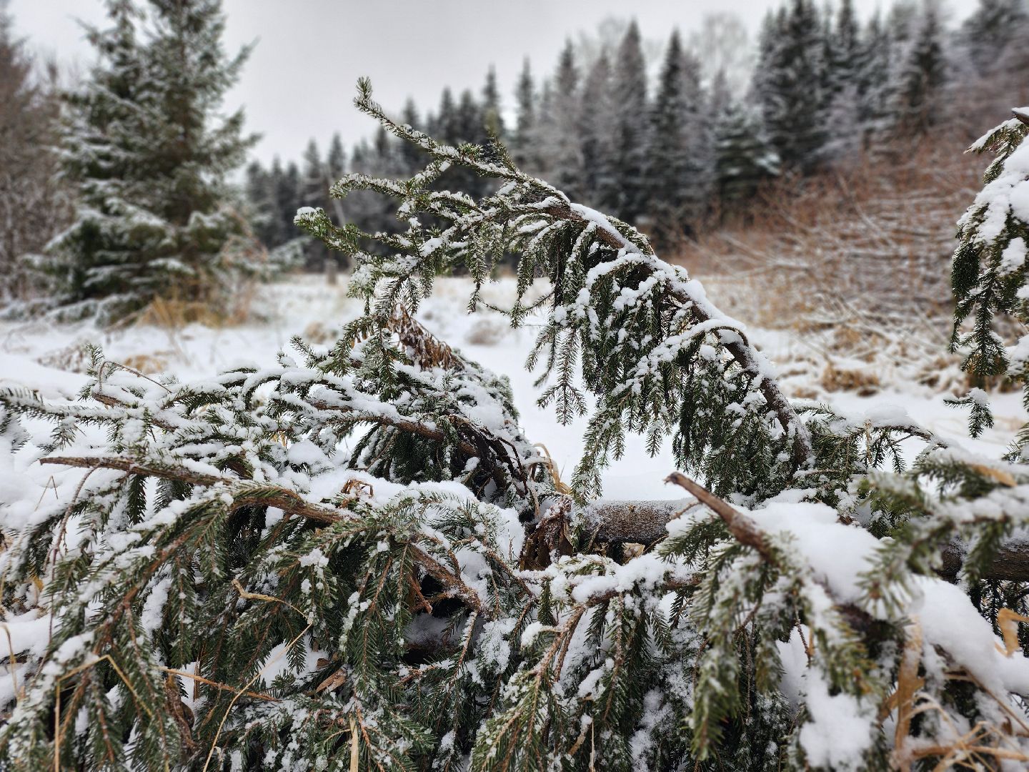 елочка-2025, мособллес, лесничества московской области, хвойные деревья, елка под охраной, незаконная вырубка елок, сергиев посад, сергиево-посадский городской округ,