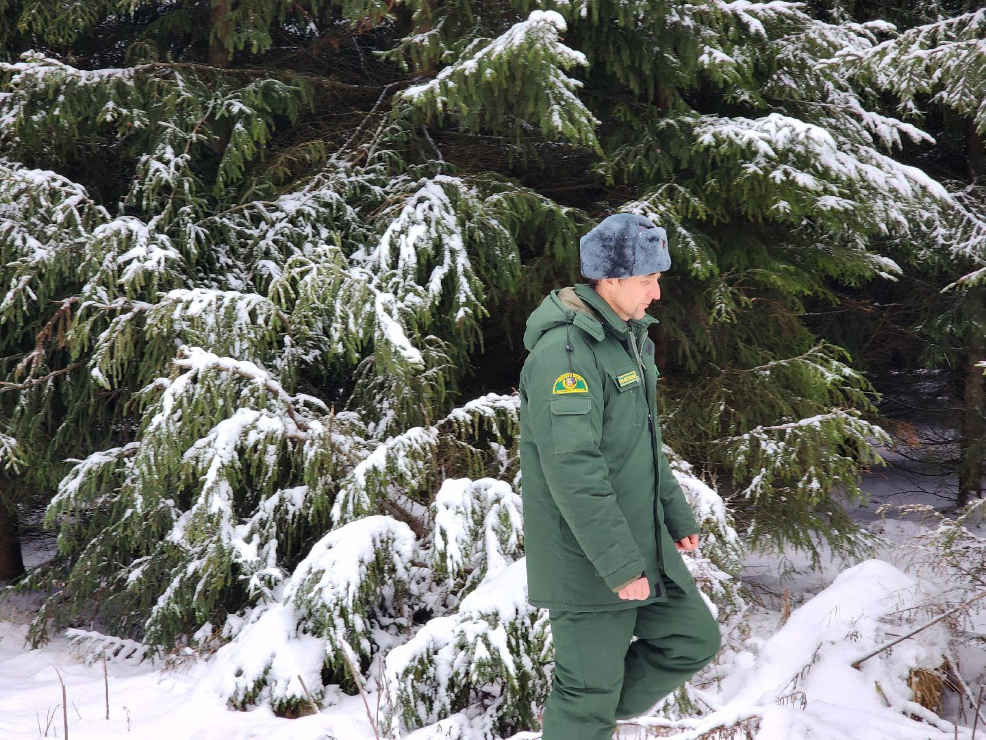 елочка-2025, мособллес, лесничества московской области, хвойные деревья, елка под охраной, незаконная вырубка елок, сергиев посад, сергиево-посадский городской округ,