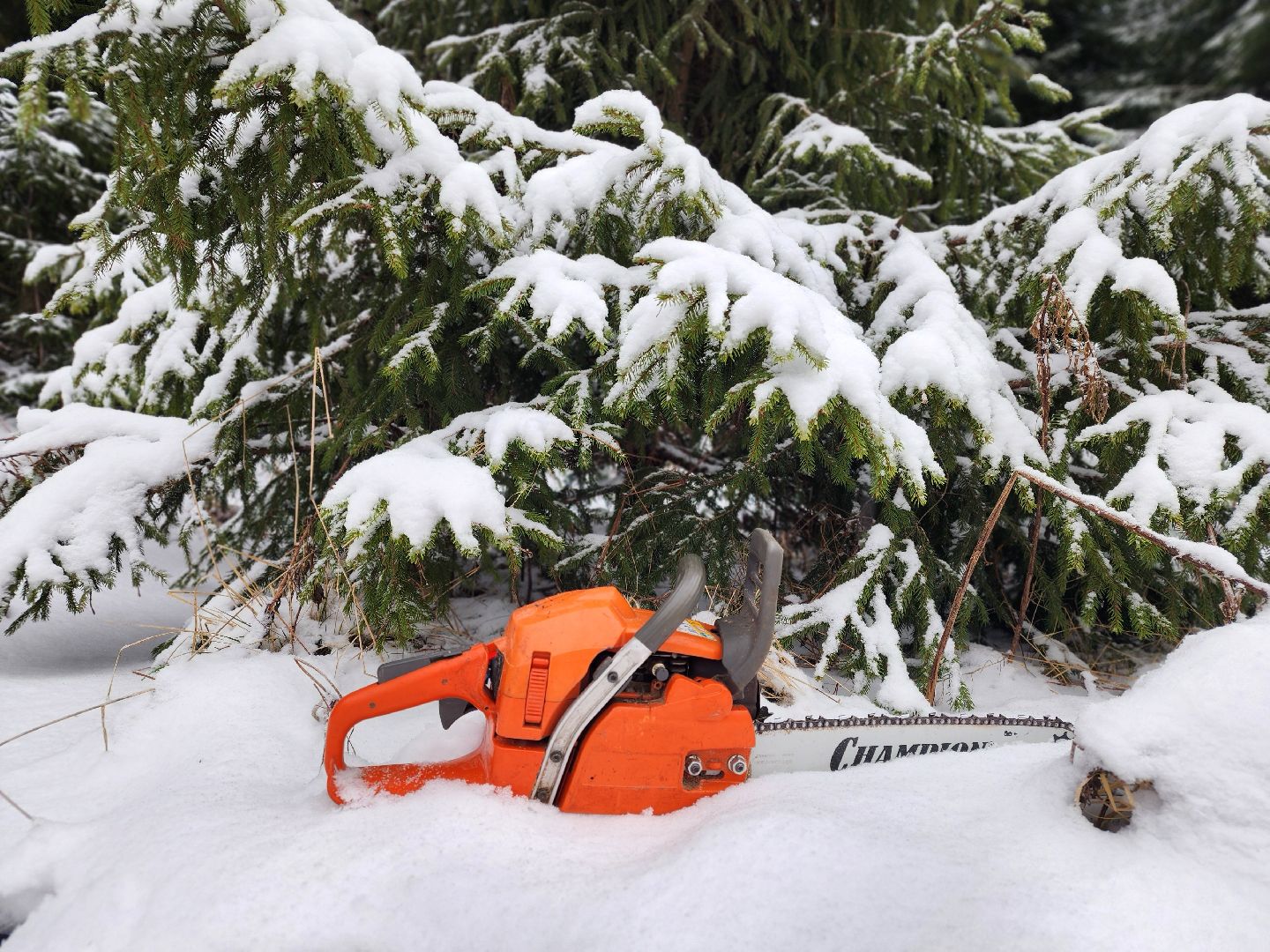 елочка-2025, мособллес, лесничества московской области, хвойные деревья, елка под охраной, незаконная вырубка елок, сергиев посад, сергиево-посадский городской округ,