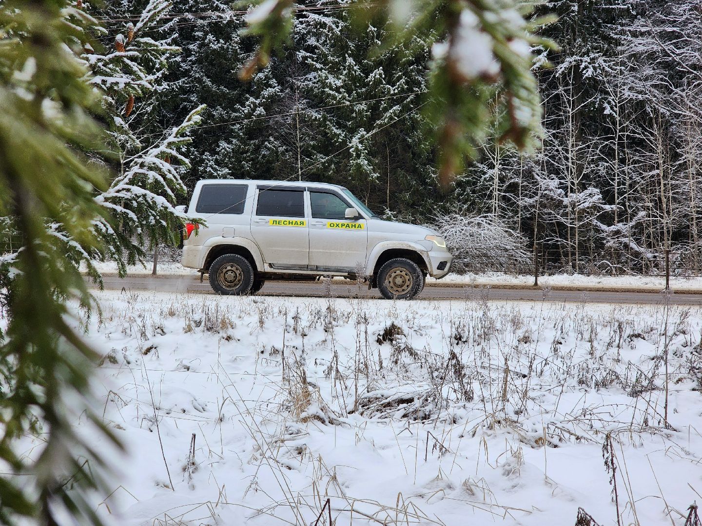 елочка-2025, мособллес, лесничества московской области, хвойные деревья, елка под охраной, незаконная вырубка елок, сергиев посад, сергиево-посадский городской округ,