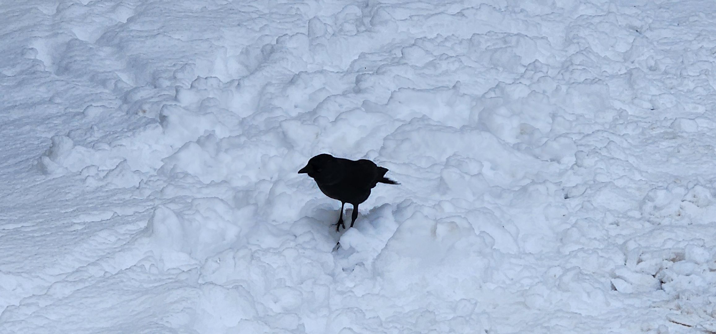 Истра,  Уборка снега,Благоустройство ,