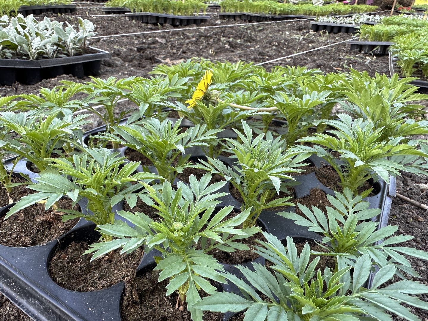 Одинцово, Благоустройство, Цветы, Озеленение