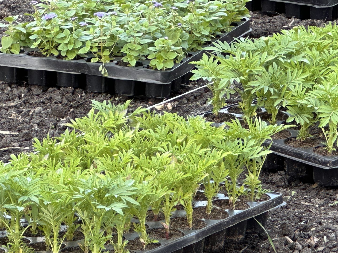 Одинцово, Благоустройство, Цветы, Озеленение