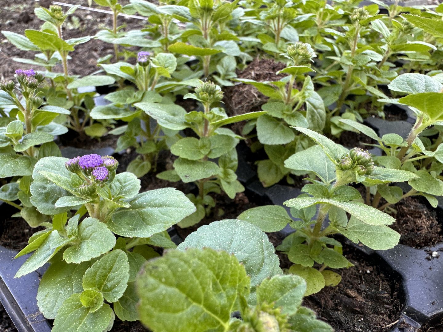 Одинцово, Благоустройство, Цветы, Озеленение