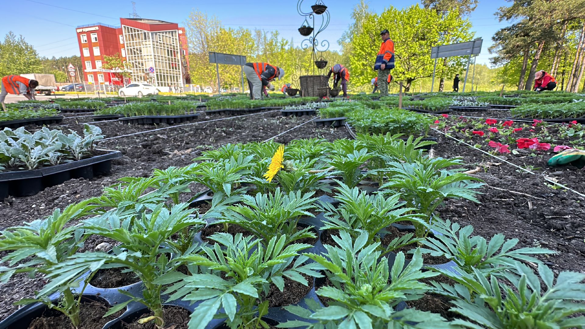 Одинцово, Благоустройство, Цветы, Озеленение