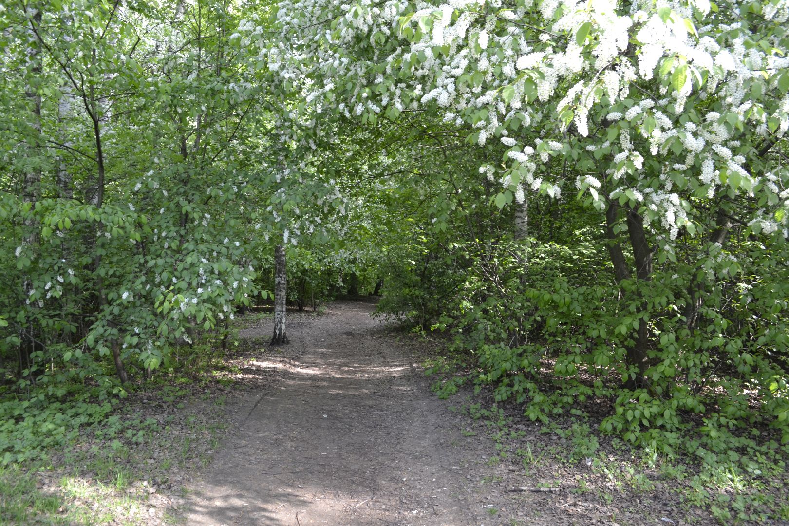 Балашиха, Подмосковье, благоустройство, скверы, Берёзовая роща, роща героев