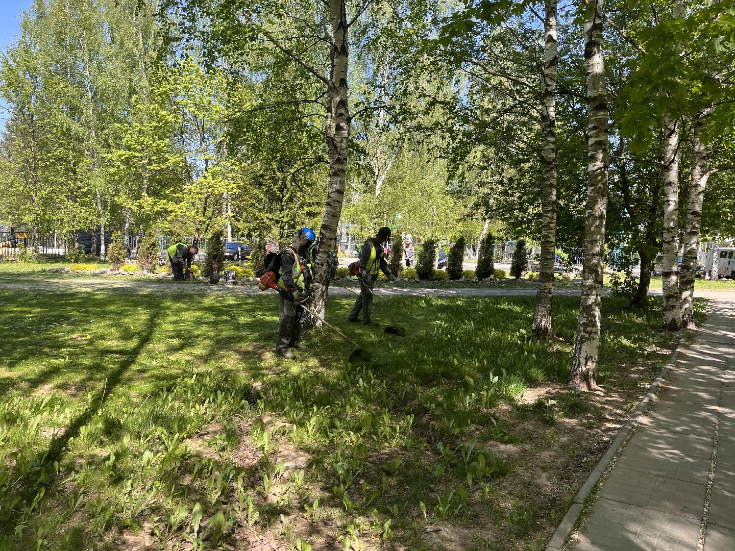 Шаховская, клумбы, покос