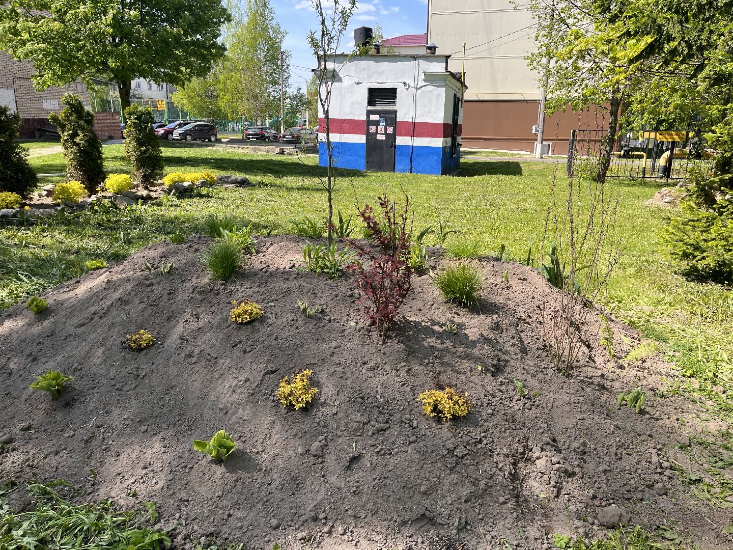 Шаховская, клумбы, покос