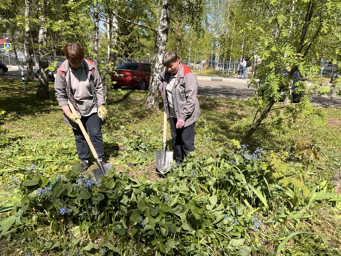 Шаховская, клумбы, покос