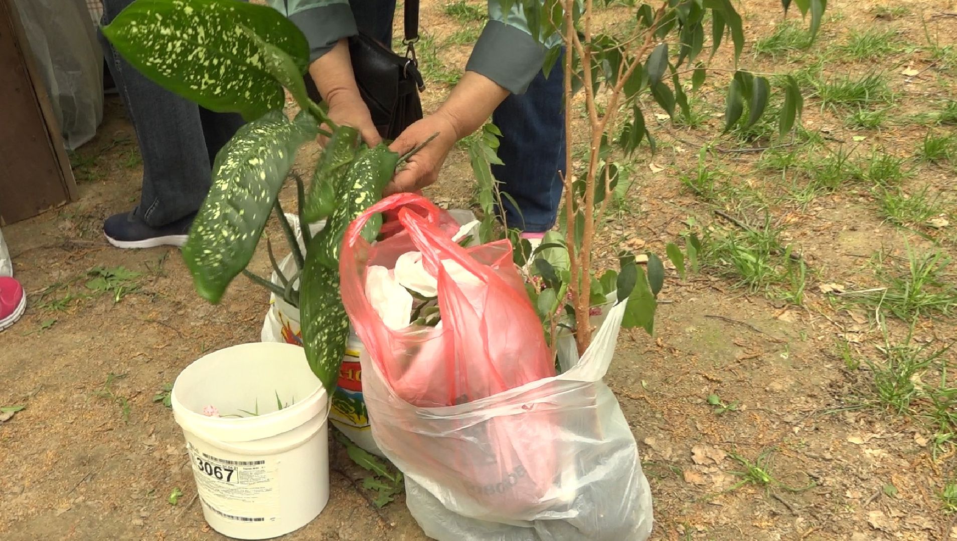 Садоводы, дармарка, Домодедово