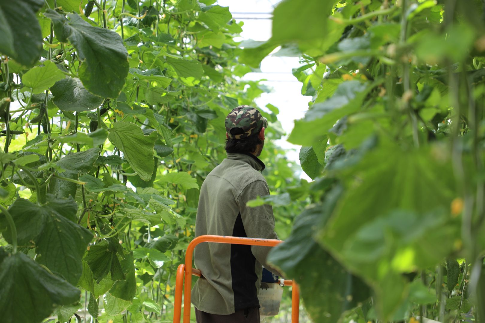 лыткарино, экономика, импортозамещение