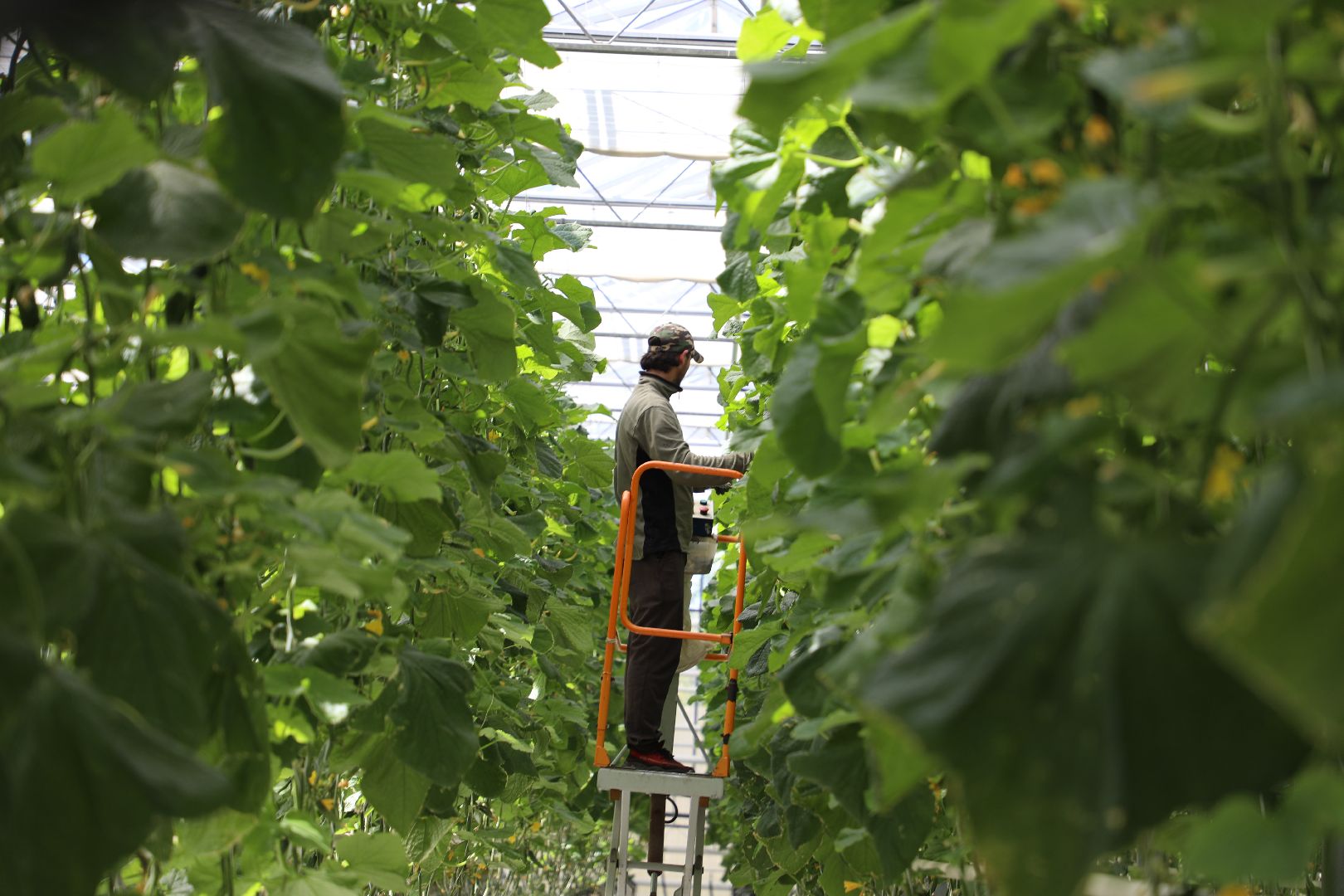лыткарино, экономика, импортозамещение