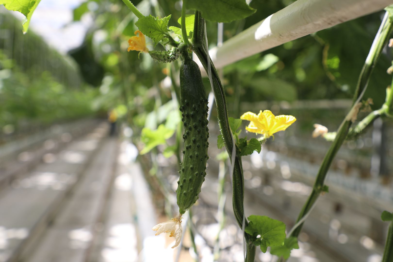 лыткарино, экономика, импортозамещение