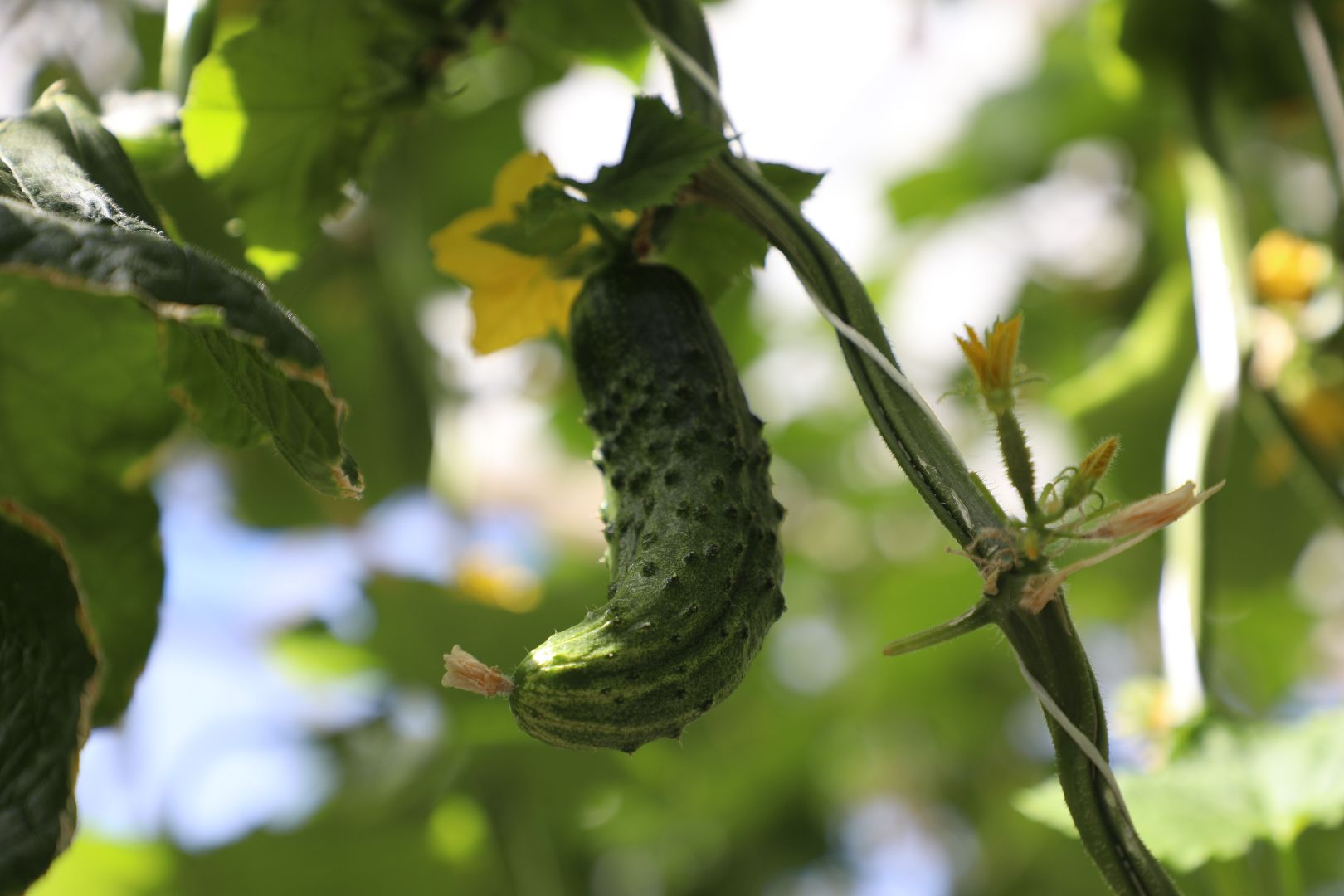 лыткарино, экономика, импортозамещение