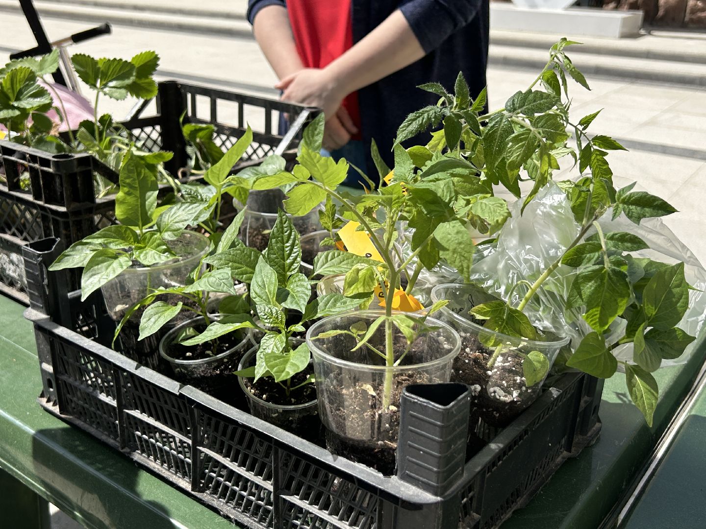 Акция, своп, растения