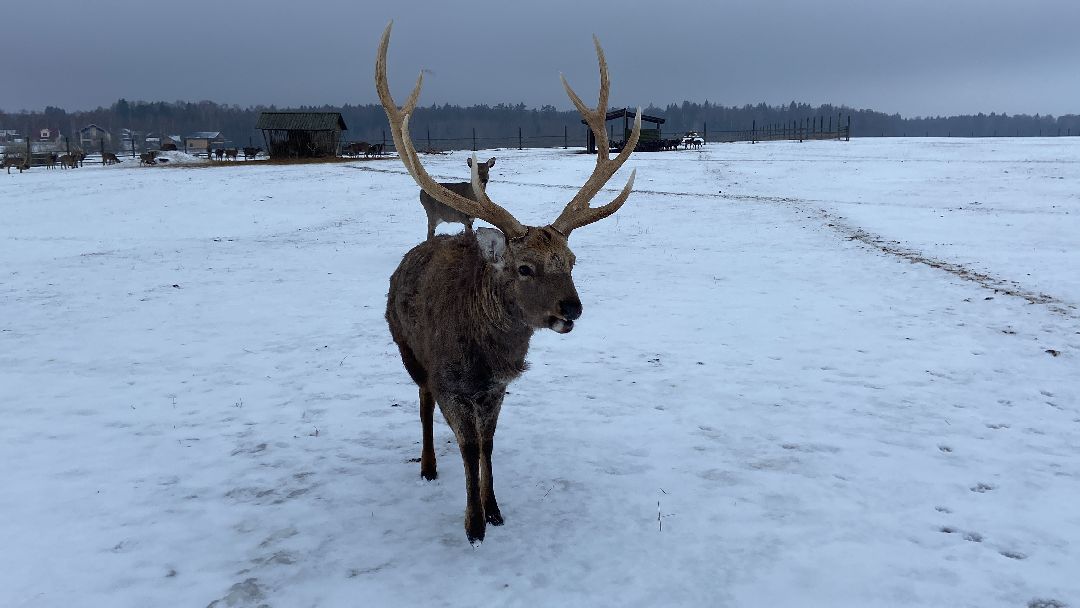 Волоколамск