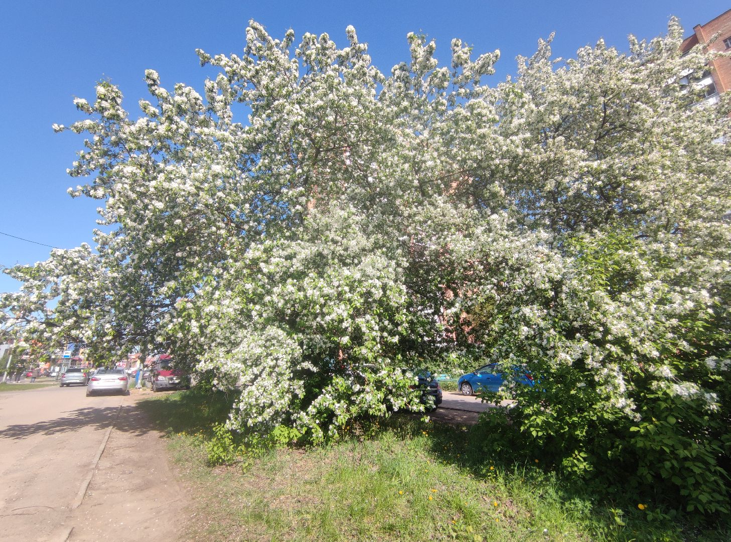 Фото, весна, яблони, Дубна